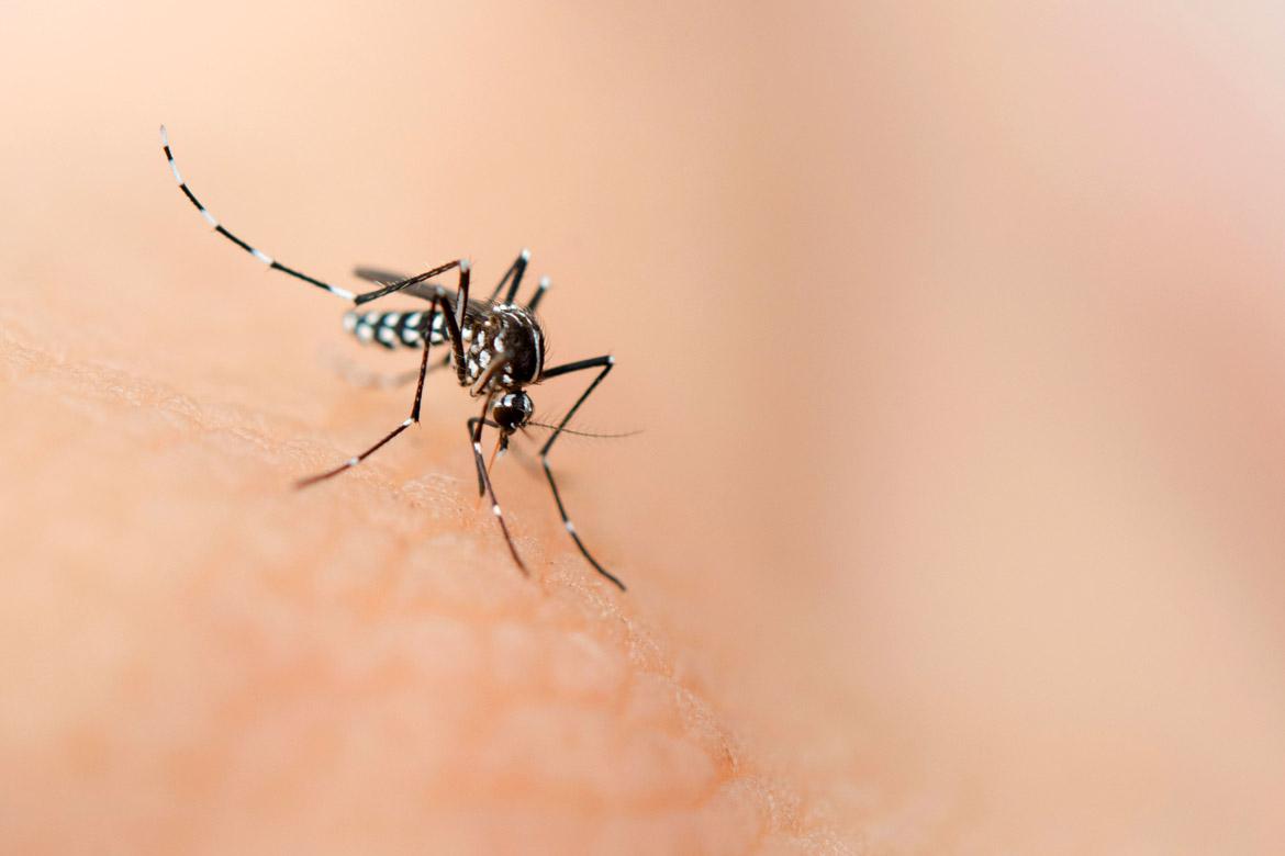 The Dangers of Dengue, and How to Protect Yourself